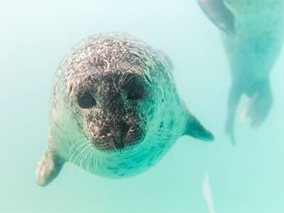 Aquarium du Québec