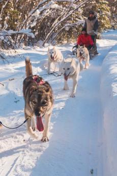 Two people are dog sledding on a snowy trail.